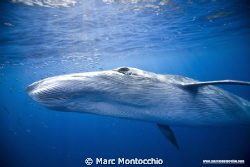 Bryde's whale makes a pass at a sardine bait ball. by Marc Montocchio 